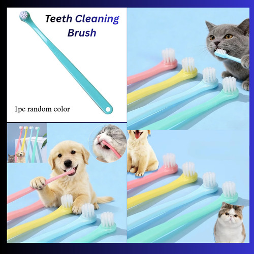 Dog cat care - care, pet